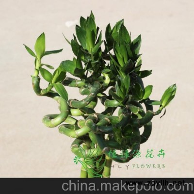 批發(fā)花卉盆栽水培觀賞開運竹辦公室桌面創(chuàng)意綠植（H80CM)轉(zhuǎn)運竹