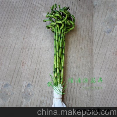 批發(fā)水培觀賞開運竹辦公室桌面創(chuàng)意綠植花卉盆栽（H70CM)轉(zhuǎn)運竹