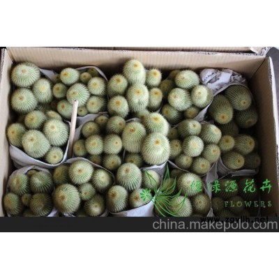 批發小盆栽仙人球室內植物吸甲醛防輻射凈化空氣  金獅猴整箱