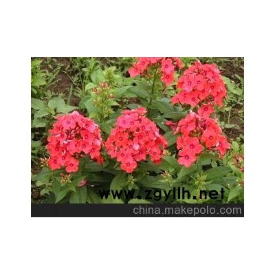 優質 草花系列 福祿考