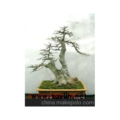 對接白蠟各種規格的盆景