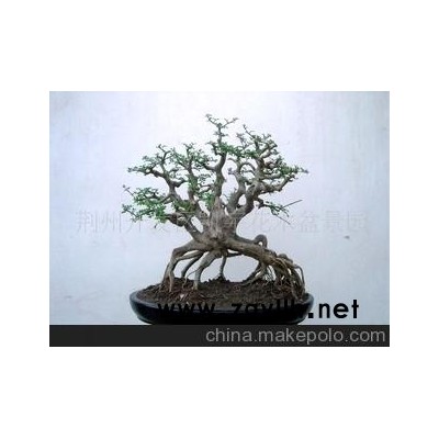 對節白臘中型盆景