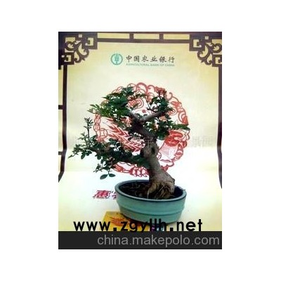 對接白蠟小型盆景盆景