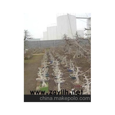 批發對節白蠟小型精品盆景