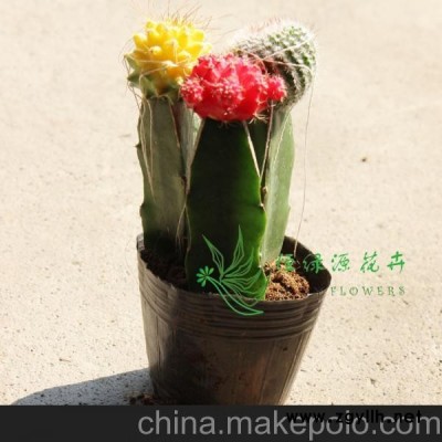 批發室內植物防輻射凈化空氣小盆栽仙人球(A90) 彩虹球組合