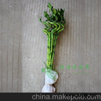 批發(fā)花卉盆栽水培觀賞開運竹 辦公室桌面創(chuàng)意綠植(H50CM)轉(zhuǎn)運竹