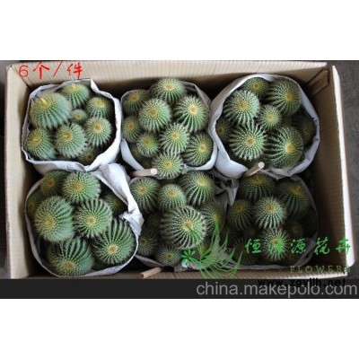 批發小盆栽仙人球室內植物吸甲醛防輻射凈化空氣  金冠群生整箱