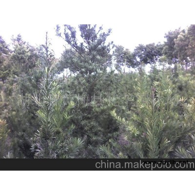 羅漢松-羅漢松盆景