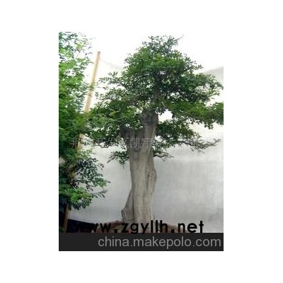 供應對節白蠟巨型盆景