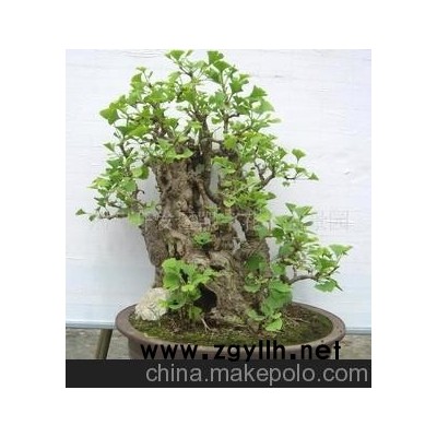 銀杏盆景