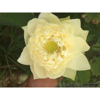 荷葦，荷花，荷花種苗