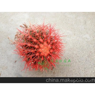 批發室內植物防輻射植物小盆栽仙人球（A100）美琥（紅色）整箱