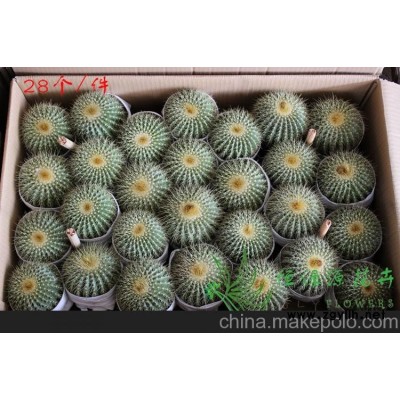 批發室內植物防輻射植物小盆栽仙人球（A100）金冠 整箱