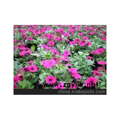 各種牽牛 垂釣牽牛