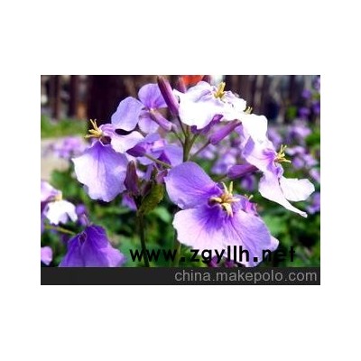 草花系列 諸葛菜