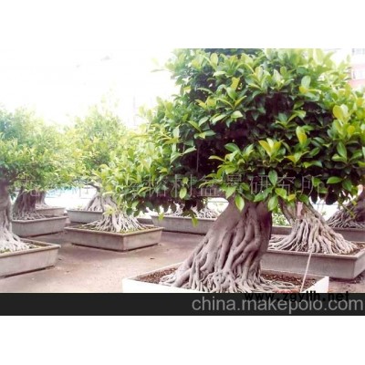 綠化榕樹盆景