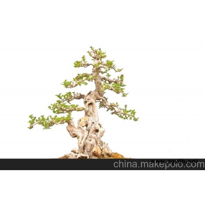 供應(yīng)各類中小型對(duì)節(jié)白蠟盆景