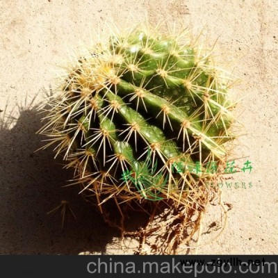 批發小盆栽仙人球室內植物吸甲醛防輻射凈化空氣（24個金琥整箱）