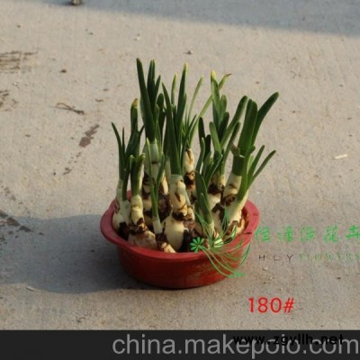 批發水仙花 水培種球適合辦公家居環境布置 (A180#)水仙花種球