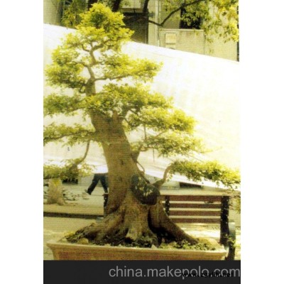 長(zhǎng)期供應(yīng)大型樹樁盆景