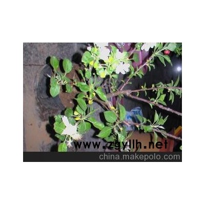 批發供應矮化長壽果盆景