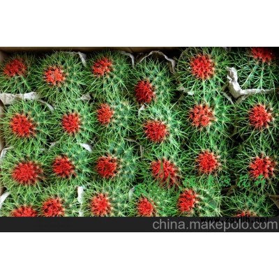 批發室內植物防輻射植物小盆栽仙人球（A100）美琥（青點）整箱