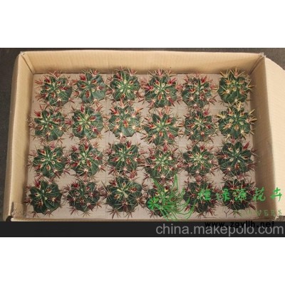 批發室內植物吸甲醛防輻射凈化空氣小盆栽仙人球 日出整箱