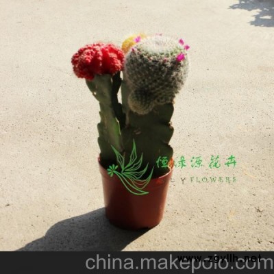 供應批發室內植物吸甲醛防輻射小盆栽仙人球(A100)彩虹球組合