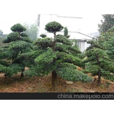 盆景 大樹盆景 樹木盆景 樹樁盆景