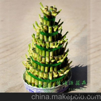供應(yīng)批發(fā)水培植物盆栽室內(nèi)盆景轉(zhuǎn)運(yùn)竹節(jié)節(jié)高 (小五層)富貴竹塔