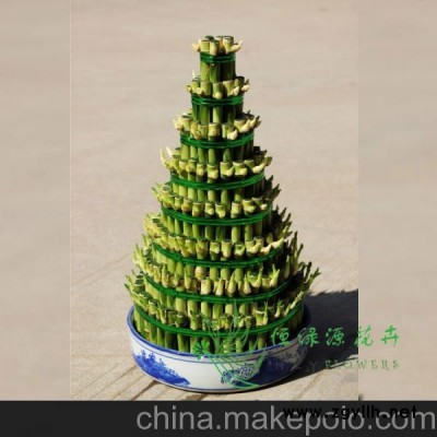 供應(yīng)批發(fā)水生盆景植物 無土栽培水培 室內(nèi)盆栽 （小八層）富貴竹