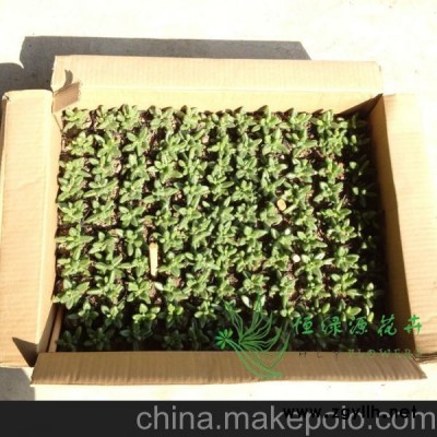 批發(fā)多肉植物珍珠防輻射景天科創(chuàng)意禮多肉植物組合必選 雷童