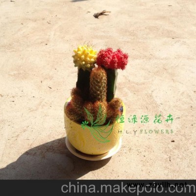 批發(fā)多肉多漿植物小盆栽辦公桌面必備防輻射 創(chuàng)意仙人球組合 含盆