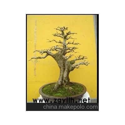 大量供應小型對接白蠟精品盆景