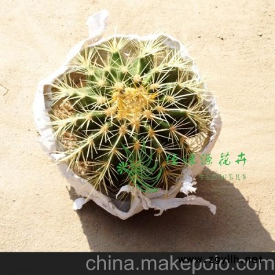 批發室內植物吸甲醛防輻射凈化空氣小盆栽仙人球（12個金琥整箱）