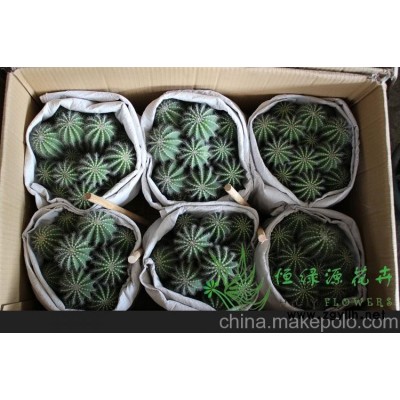 批發小盆栽仙人球室內植物吸甲醛防輻射凈化空氣  銀晃群生整箱