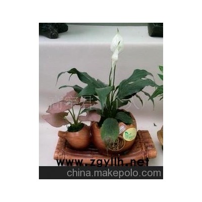 批發供應花草盆景