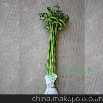 批發(fā)辦公室桌面創(chuàng)意綠植花卉盆栽水培觀賞開運竹(H60CM)轉(zhuǎn)運竹