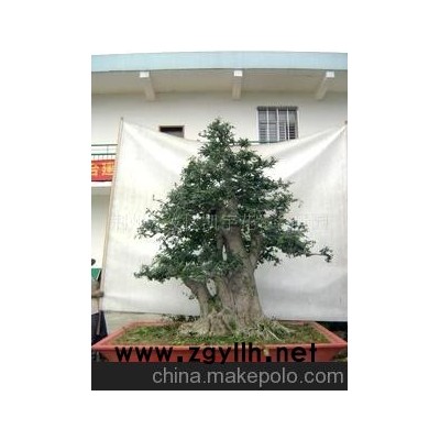 供應對節白蠟大型盆景