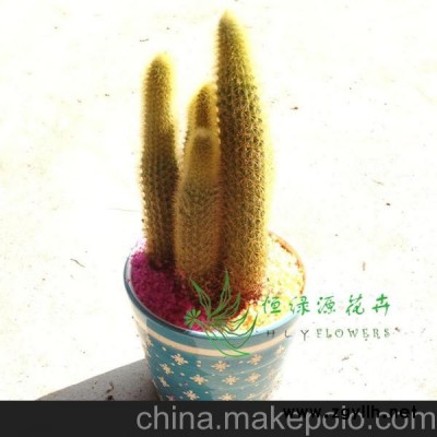 批發(fā)小盆栽多肉植物辦公室內(nèi)桌面綠植防輻射盆栽 金條（含盆）