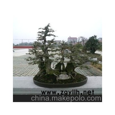 特價對節白蠟盆景