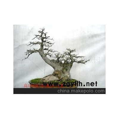 供應對接白蠟大中小型盆景