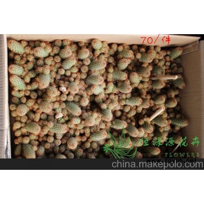 批發小盆栽仙人球室內植物吸甲醛防輻射凈化空氣  金手指整箱