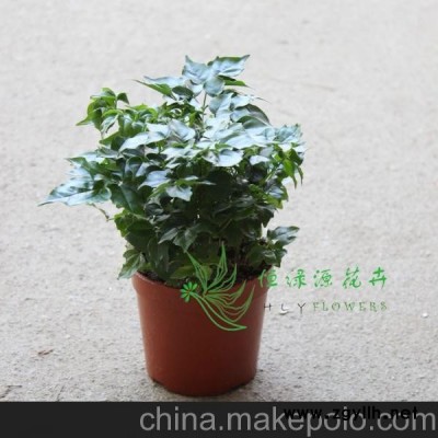 批發(fā)觀葉小盆栽凈化空氣吸甲醛辦公布置（A110)小富貴幸福樹