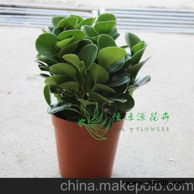 供應(yīng)批發(fā)小盆栽精品創(chuàng)意綠植辦公家居環(huán)境布置(A160)青葉碧玉