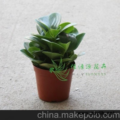 批發(fā)觀葉小盆栽精品創(chuàng)意綠植辦公家居環(huán)境布置(A110)青葉碧玉