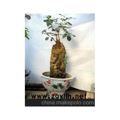 富貴榕盆景