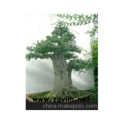 對接白蠟巨型盆景