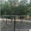 香樟樹苗批發精品造型香樟樹木 常綠植物工程綠化苗木戶外庭蔭樹