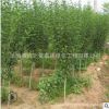 木槿樹苗批發 園林綠化苗木 庭院盆栽花卉木槿花苗 室內裝飾